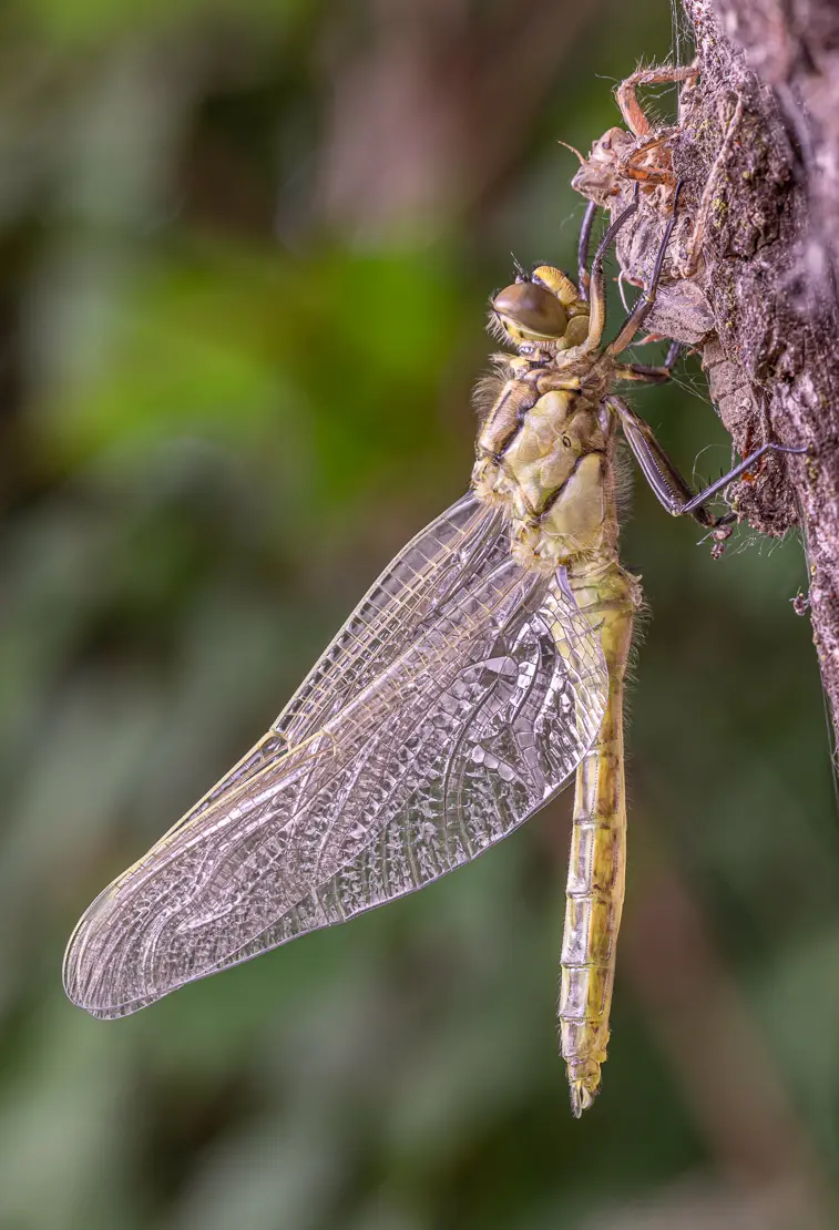 Grosser Blaupfeil (Orthetrum cancellatum) [3]